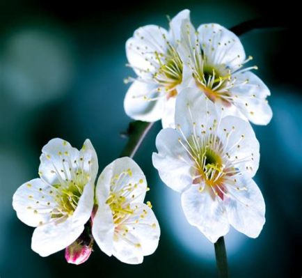 A Solitário Pássaro em Voo Sobre Flores de Pruno: Uma Explosão de Cores Celestes em um Universo Zen